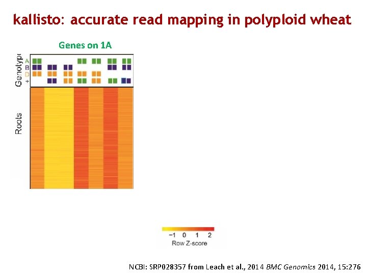 kallisto: accurate read mapping in polyploid wheat Genes on 1 A Genes on 1