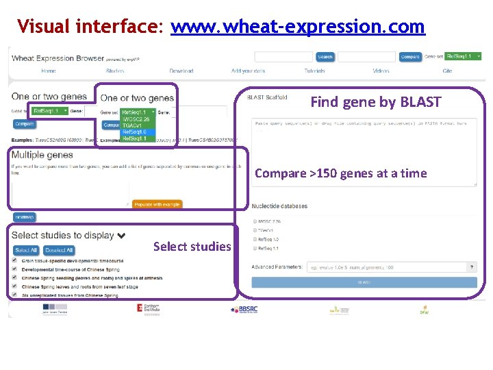 Visual interface: www. wheat-expression. com Find gene by BLAST Compare >150 genes at a