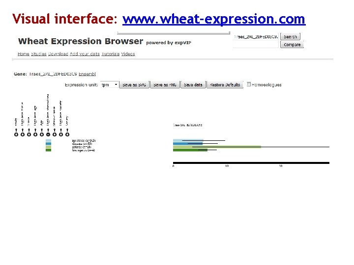 Visual interface: www. wheat-expression. com 