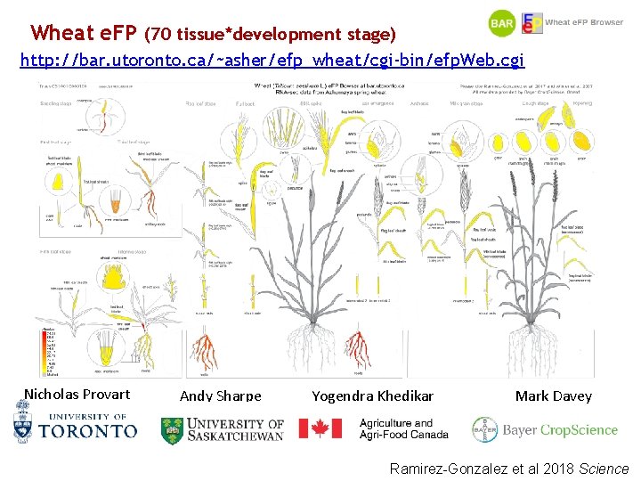 Wheat e. FP (70 tissue*development stage) http: //bar. utoronto. ca/~asher/efp_wheat/cgi-bin/efp. Web. cgi Nicholas Provart