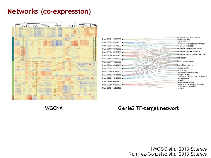 Networks (co-expression) WGCNA Genie 3 TF-target network IWGSC et al 2018 Science Ramirez-Gonzalez et