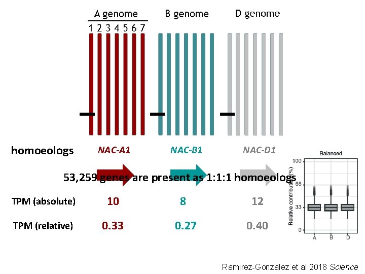 homoeologs NAC-A 1 NAC-B 1 NAC-D 1 53, 259 genes are present as 1: