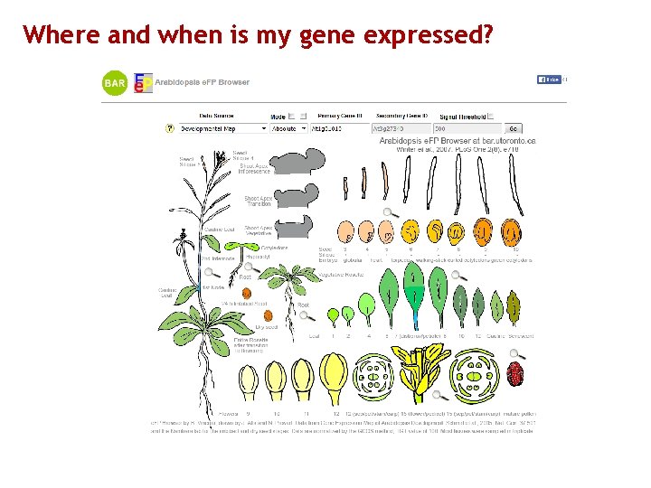 Where and when is my gene expressed? 