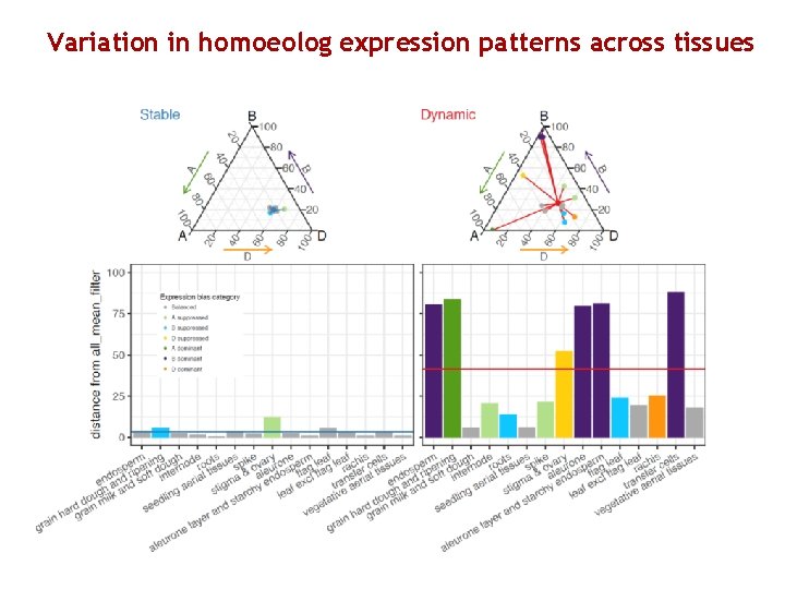 Variation in homoeolog expression patterns across tissues 