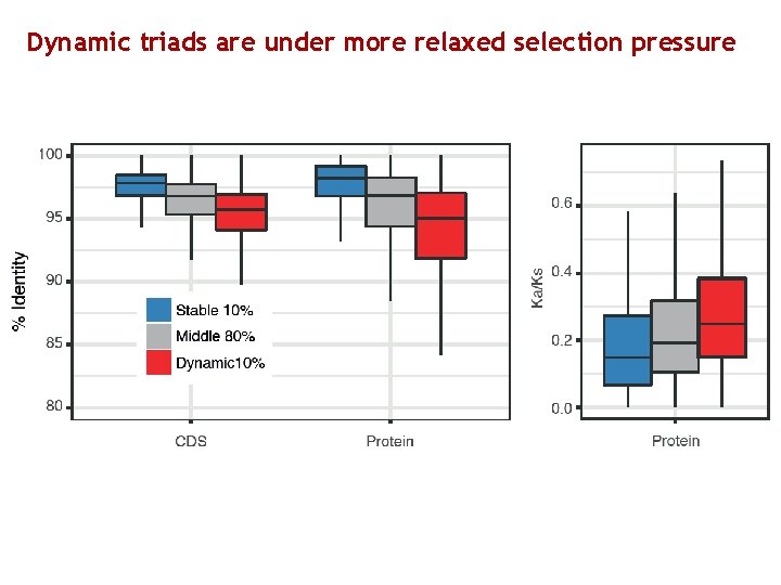 Dynamic triads are under more relaxed selection pressure 