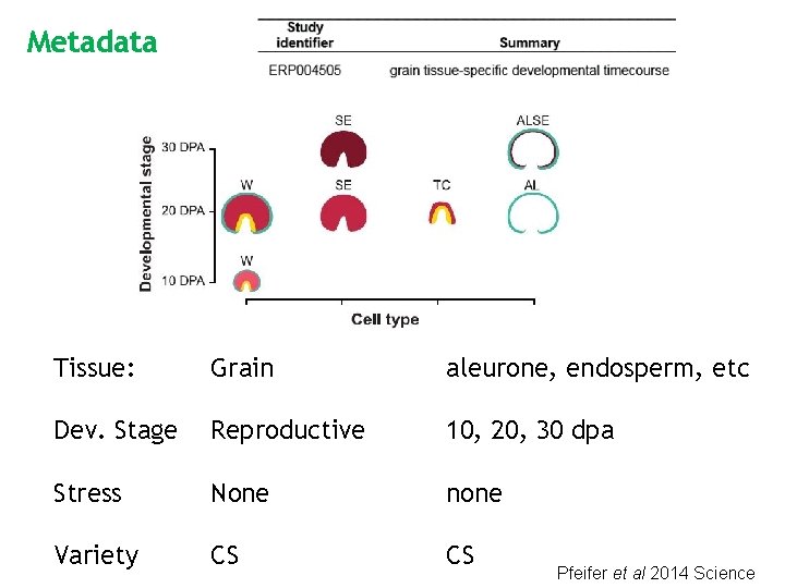 Metadata Tissue: Grain aleurone, endosperm, etc Dev. Stage Reproductive 10, 20, 30 dpa Stress