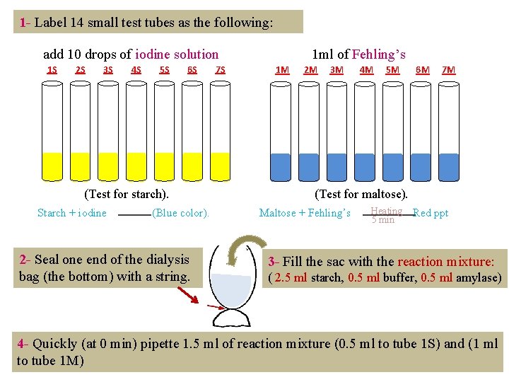 1 - Label 14 small test tubes as the following: add 10 drops of