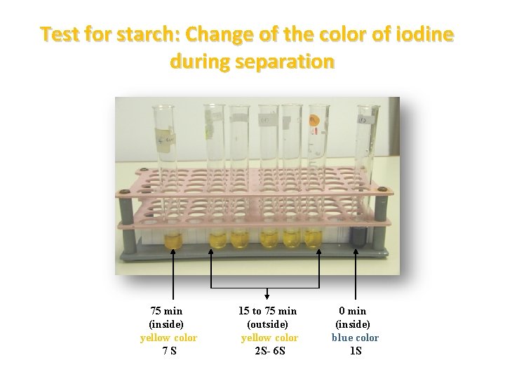 Test for starch: Change of the color of iodine during separation 75 min (inside)