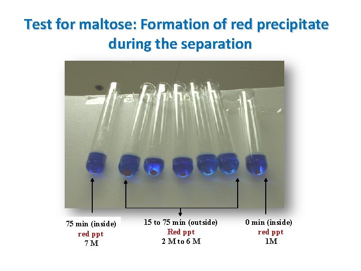 Test for maltose: Formation of red precipitate during the separation 75 min (inside) red