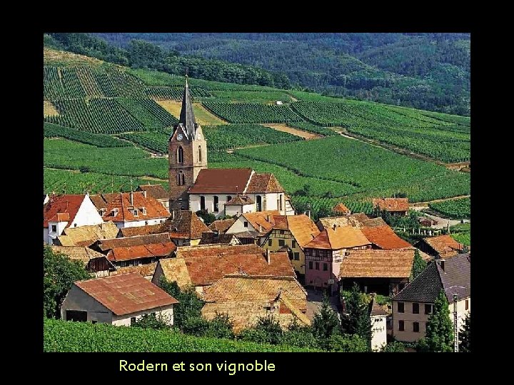 Rodern et son vignoble 