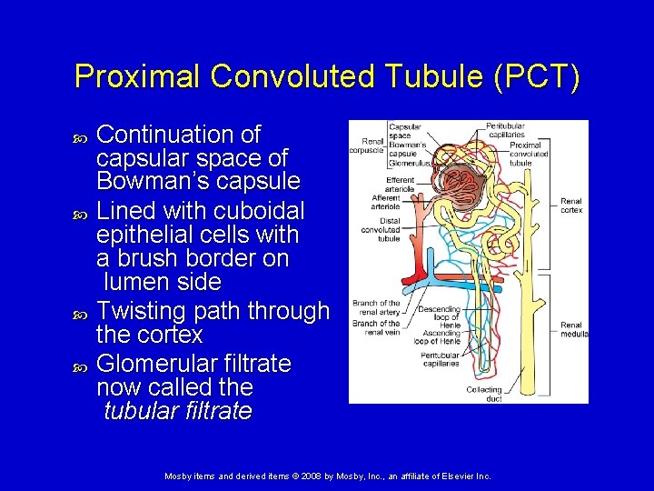 Proximal Convoluted Tubule (PCT) Continuation of capsular space of Bowman’s capsule Lined with cuboidal Proximal Convoluted Tubule (PCT) Continuation of capsular space of Bowman’s capsule Lined with cuboidal