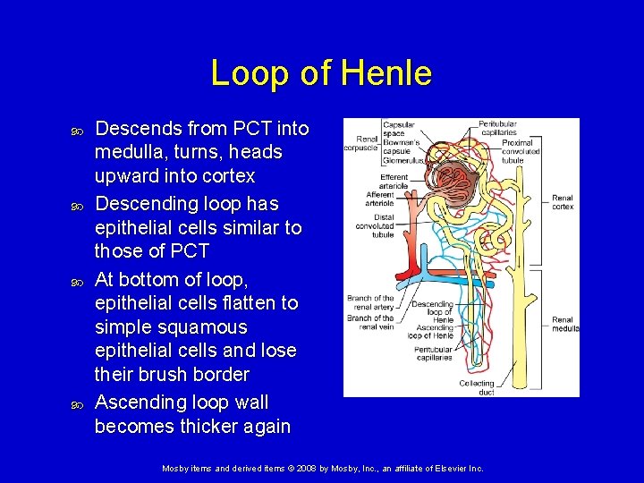 Loop of Henle Descends from PCT into medulla, turns, heads upward into cortex Descending