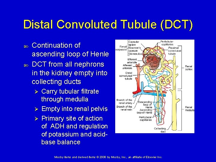 Distal Convoluted Tubule (DCT) Continuation of ascending loop of Henle DCT from all nephrons Distal Convoluted Tubule (DCT) Continuation of ascending loop of Henle DCT from all nephrons