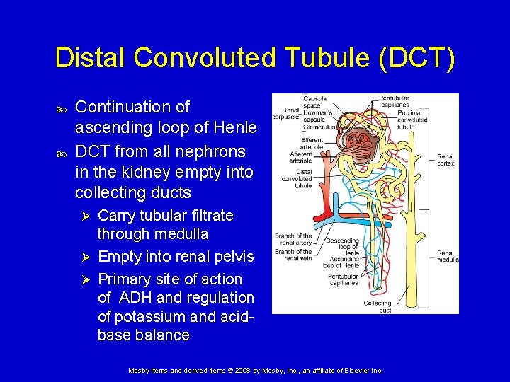 Distal Convoluted Tubule (DCT) Continuation of ascending loop of Henle DCT from all nephrons