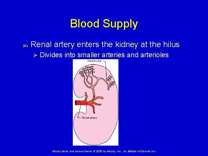 Blood Supply Renal artery enters the kidney at the hilus Ø Divides into smaller