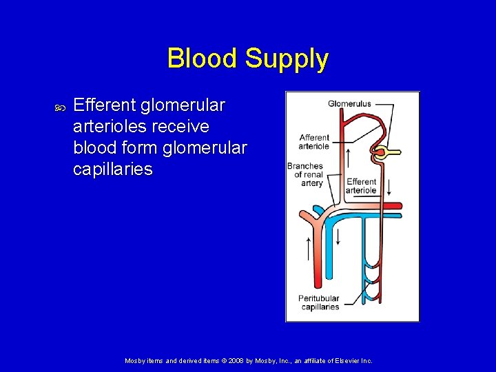 Blood Supply Efferent glomerular arterioles receive blood form glomerular capillaries Mosby items and derived