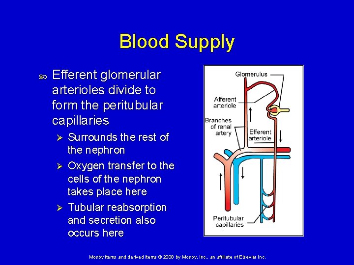 Blood Supply Efferent glomerular arterioles divide to form the peritubular capillaries Surrounds the rest