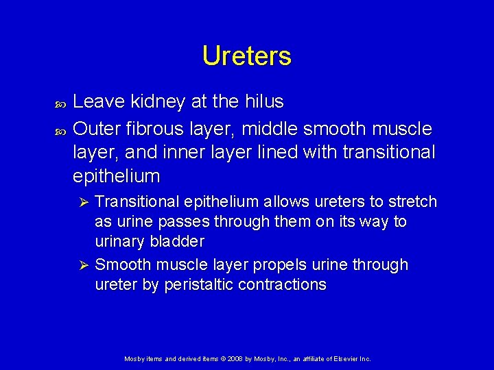 Ureters Leave kidney at the hilus Outer fibrous layer, middle smooth muscle layer, and