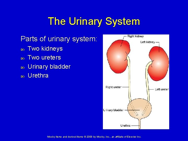 The Urinary System Parts of urinary system: Two kidneys Two ureters Urinary bladder Urethra