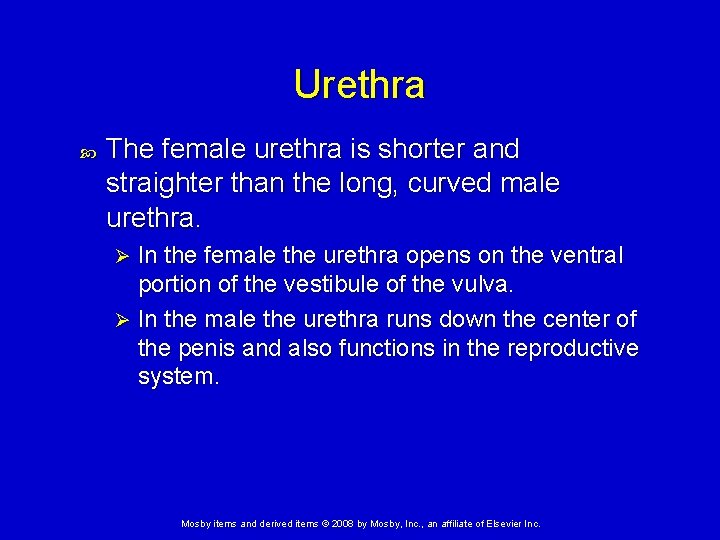 Urethra The female urethra is shorter and straighter than the long, curved male urethra. Urethra The female urethra is shorter and straighter than the long, curved male urethra.