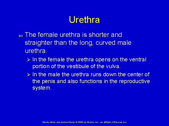 Urethra The female urethra is shorter and straighter than the long, curved male urethra.