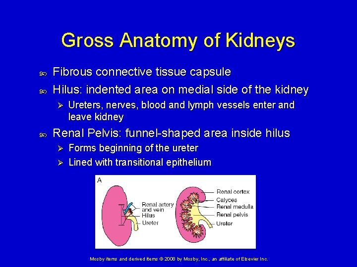 Gross Anatomy of Kidneys Fibrous connective tissue capsule Hilus: indented area on medial side