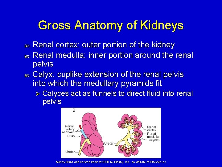 Gross Anatomy of Kidneys Renal cortex: outer portion of the kidney Renal medulla: inner