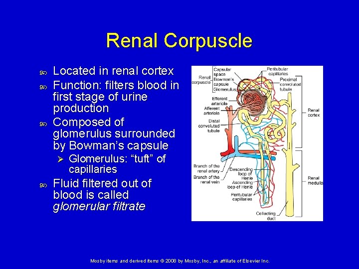 Renal Corpuscle Located in renal cortex Function: filters blood in first stage of urine