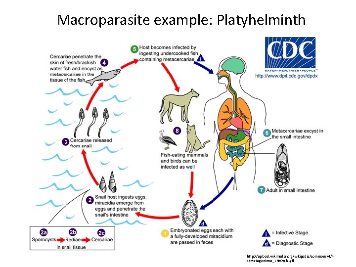 Macroparasite example: Platyhelminth http: //upload. wikimedia. org/wikipedia/commons/4/4 d/Metagonimus_Life. Cycle. gif 