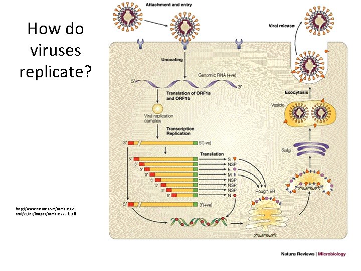 How do viruses replicate? http: //www. nature. com/nrmicro/jou rnal/v 1/n 3/images/nrmicro 775 -i 1.