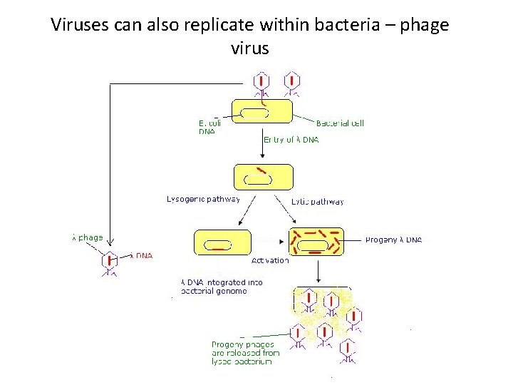 Viruses can also replicate within bacteria – phage virus 