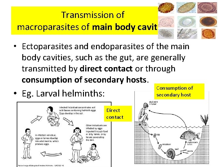 Transmission of macroparasites of main body cavities • Ectoparasites and endoparasites of the main