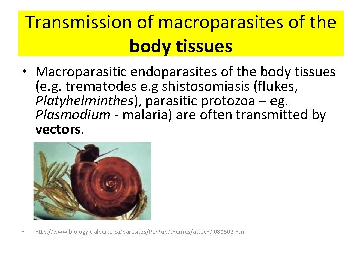 Transmission of macroparasites of the body tissues • Macroparasitic endoparasites of the body tissues