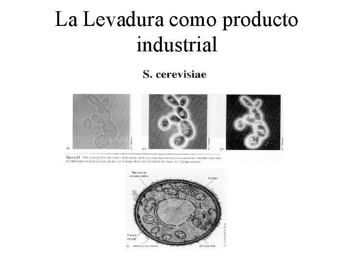 La Levadura como producto industrial 