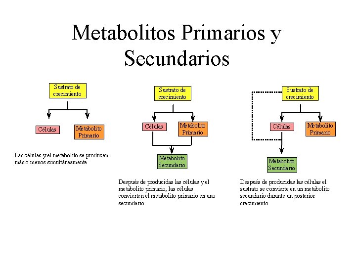 Metabolitos Primarios y Secundarios Sustrato de crecimiento Células Metabolito Primario Las células y el