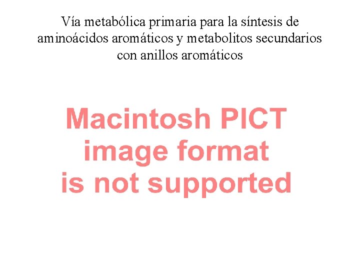 Vía metabólica primaria para la síntesis de aminoácidos aromáticos y metabolitos secundarios con anillos