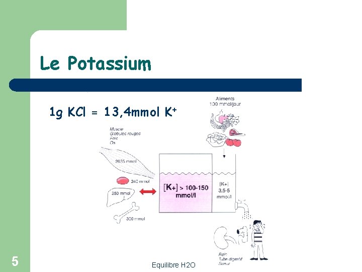 Le Potassium 1 g KCl = 13, 4 mmol K+ 5 Equilibre H 2