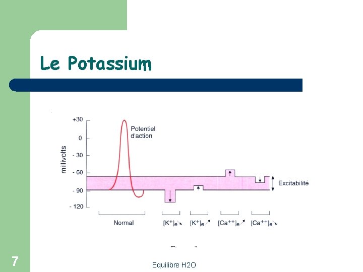 Le Potassium 7 Equilibre H 2 O 