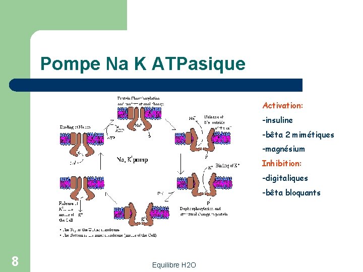 Pompe Na K ATPasique Activation: -insuline -bêta 2 mimétiques -magnésium Inhibition: -digitaliques -bêta bloquants