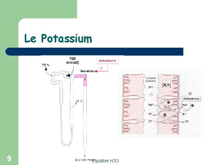 Le Potassium 9 Equilibre H 2 O 