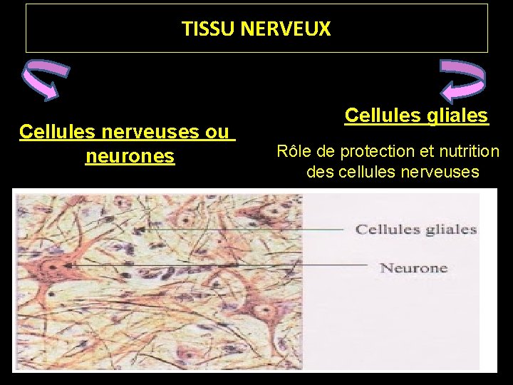 TISSU NERVEUX Cellules nerveuses ou neurones Cellules gliales Rôle de protection et nutrition des
