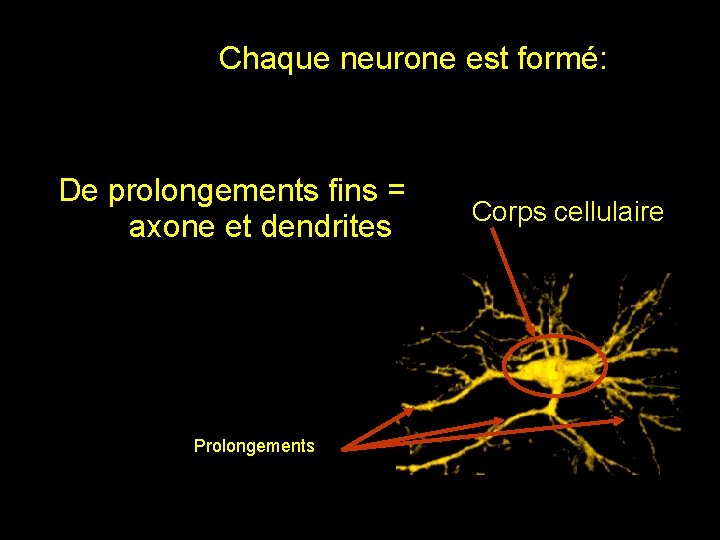 Chaque neurone est formé: De prolongements fins = axone et dendrites Prolongements Corps cellulaire