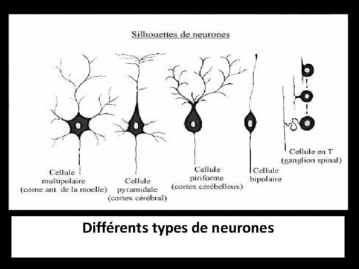 Différents types de neurones 