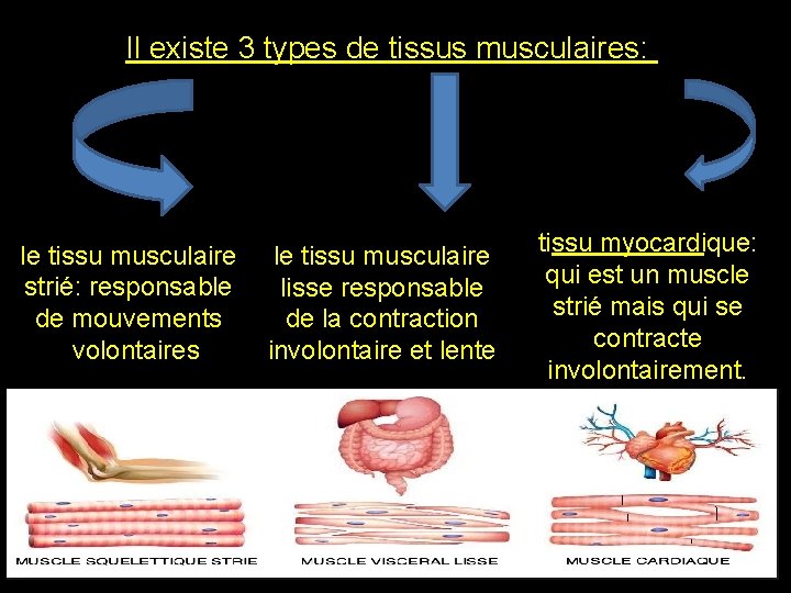 Il existe 3 types de tissus musculaires: le tissu musculaire strié: responsable lisse responsable