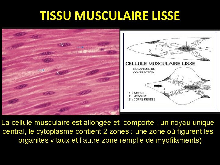 TISSU MUSCULAIRE LISSE La cellule musculaire est allongée et comporte : un noyau unique