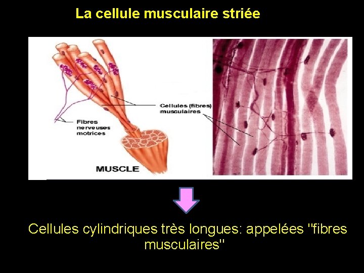 La cellule musculaire striée Cellules cylindriques très longues: appelées "fibres musculaires" 