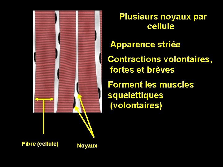 Plusieurs noyaux par cellule Apparence striée Contractions volontaires, fortes et brèves Forment les muscles