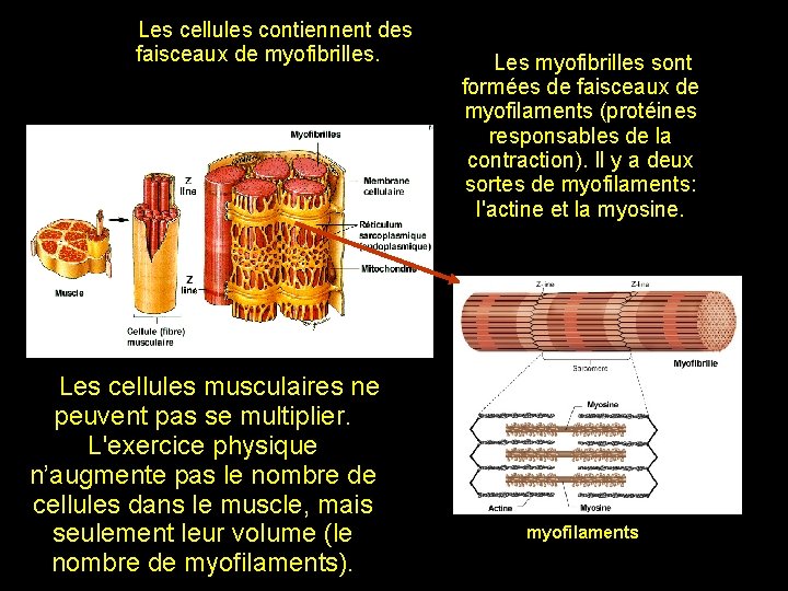 Les cellules contiennent des faisceaux de myofibrilles. Les cellules musculaires ne peuvent pas se