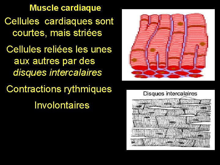 Muscle cardiaque Cellules cardiaques sont courtes, mais striées Cellules reliées les unes aux autres