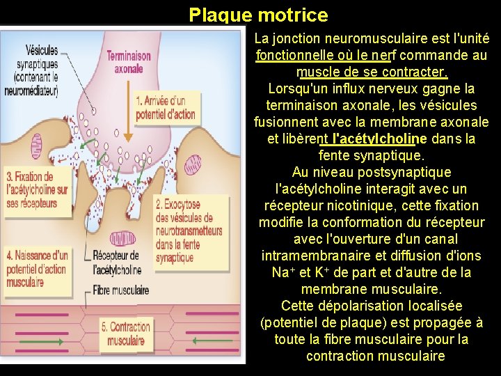 Plaque motrice La jonction neuromusculaire est l'unité fonctionnelle où le nerf commande au muscle